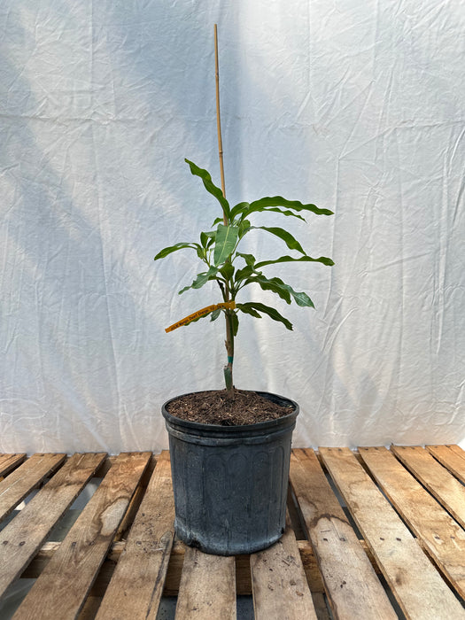 Julie Mango Tree