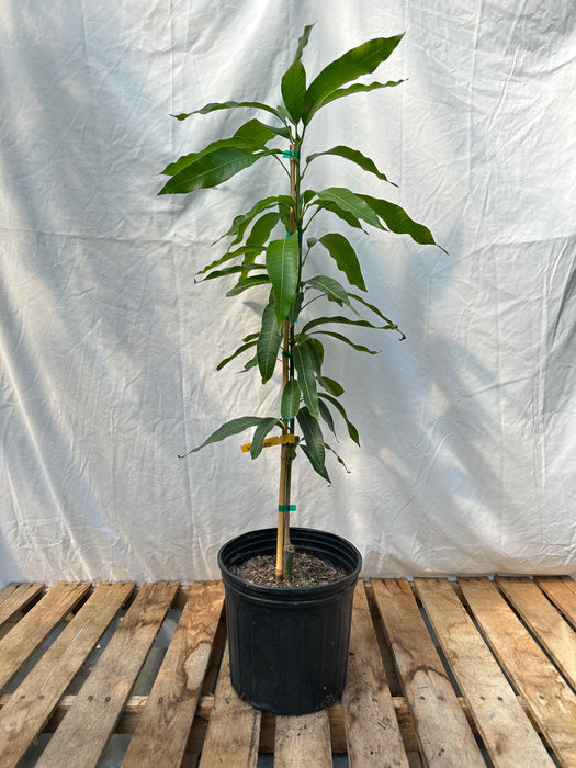 Haden Mango Tree