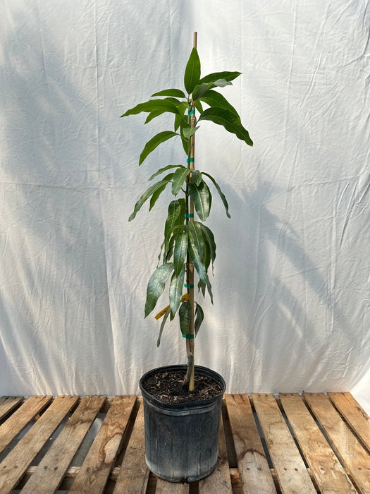 Valencia Pride Mango Tree