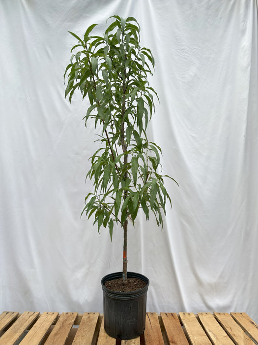 Tropic Prince Peach Tree