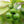 Key Lime Tree-Backyard Citrus Trees