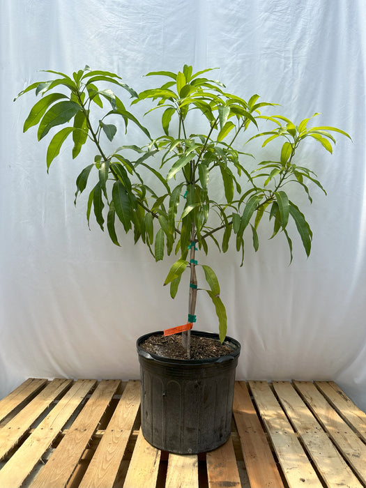 Lancetilla Mango Tree