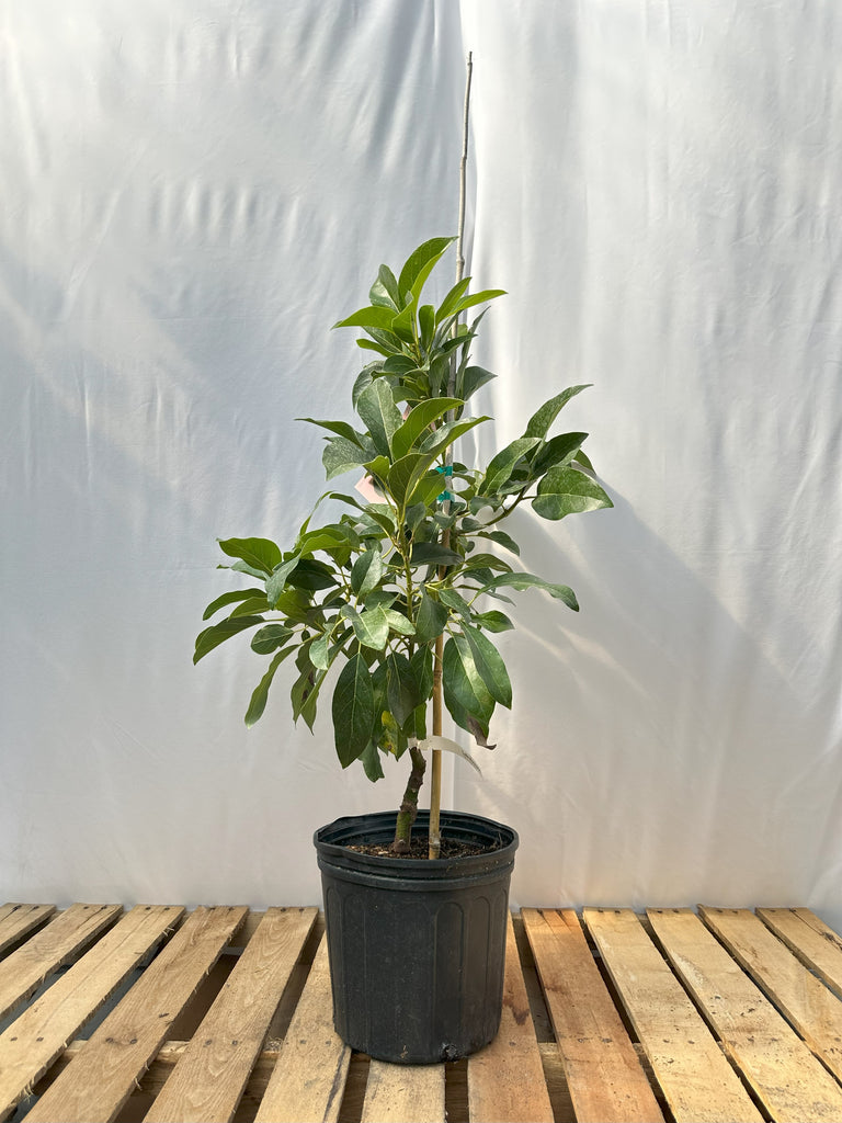 Lula Avocado Tree