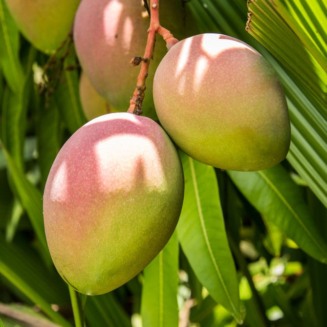 Glenn Mango Tree