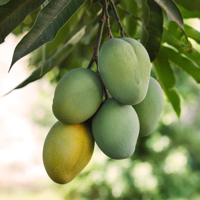 Carrie Mango Tree