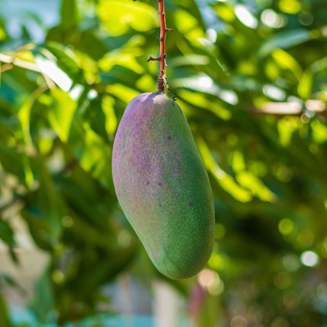 Valencia Pride Mango Tree