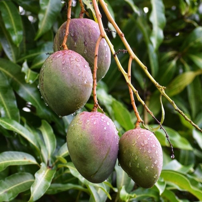 Fmango Trees Mango Trees