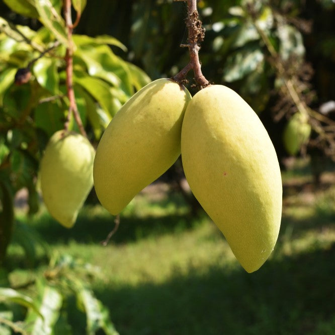 Mango Trees