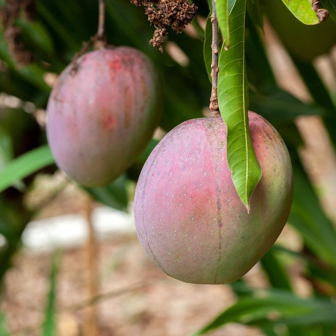 Dwarf Hawaiian Mango Tree