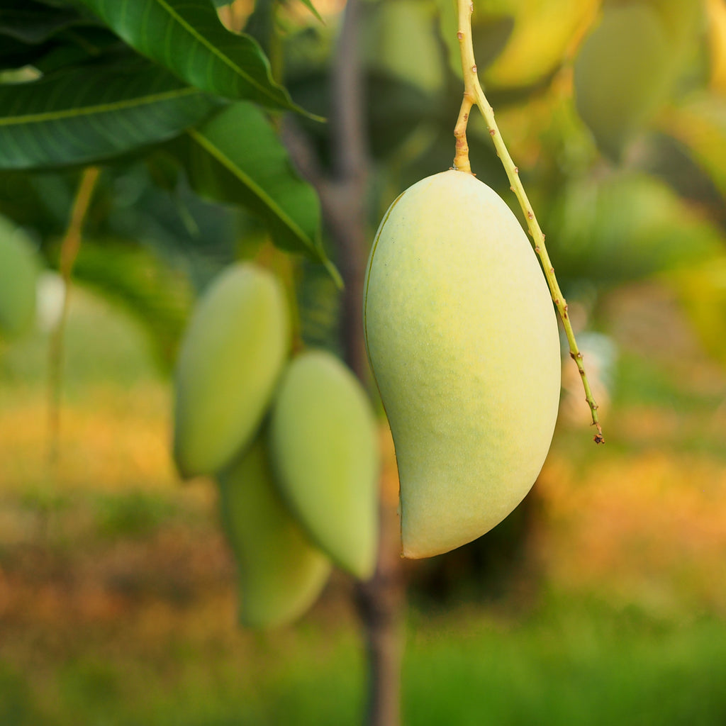 Nam Doc Mai #4 Mango Tree