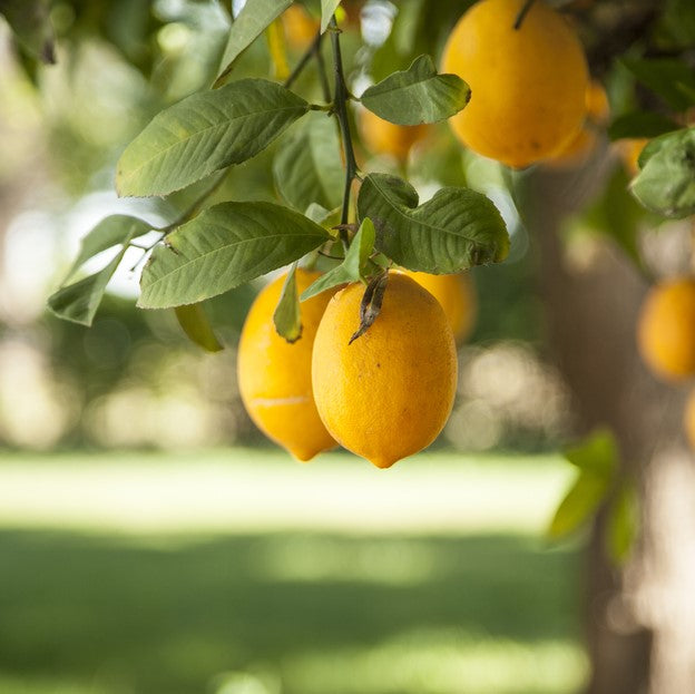 Meyer Lemon Tree