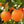 Navel (Washington) Orange Tree-Backyard Citrus Trees