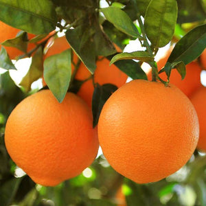 Navel (Washington) Orange Tree-Backyard Citrus Trees