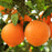 Navel (Washington) Orange Tree