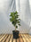 Oro Negro Avocado Tree