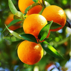 Tango Mandarin