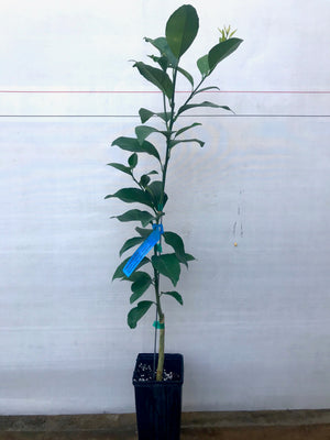 Page Mandarin Tree