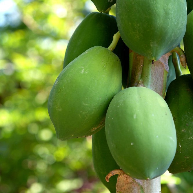 Red Lady Papaya Tree - Featured Image