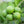 Persian Lime Tree-Backyard Citrus Trees