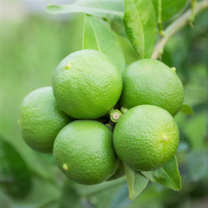 Persian Lime Tree-Backyard Citrus Trees