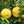 Thompson Grapefruit (Pink Marsh) Tree
