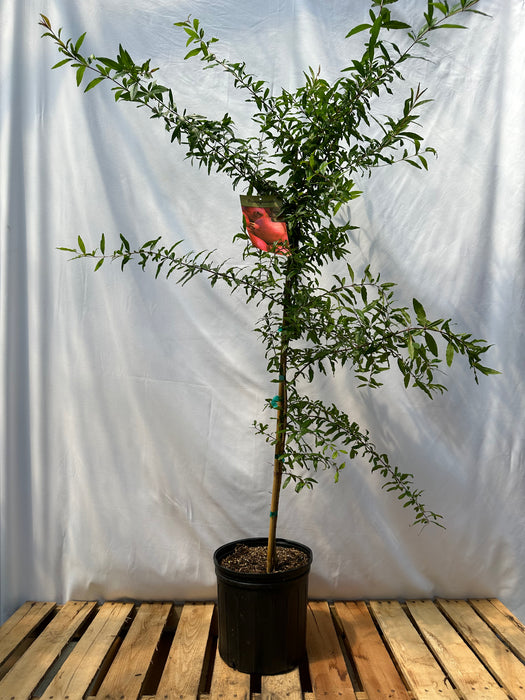 Vietnamese Red Pomegranate Tree