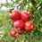 Vietnamese Red Pomegranate Tree