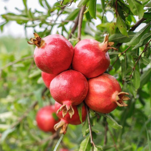 Vietnamese Red Pomegranate Tree