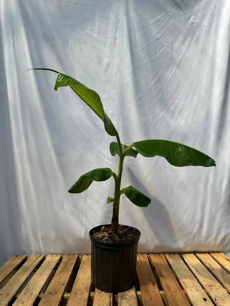 Puerto Rican Plantain Tree