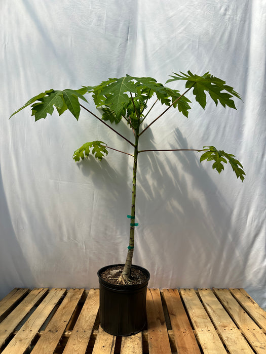 Red Lady Papaya Tree