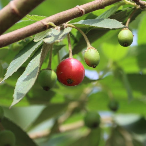 Jamaican Cherry (Strawberry Tree)