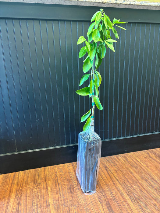 Sugar Belle® 'LB8-9' Mandarin Tree
