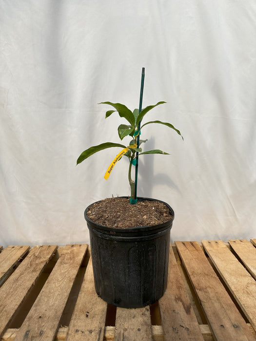 Super Alphonso Mango Tree