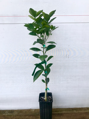 Roble Sweet Orange