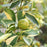 Centennial Kumquat Tree