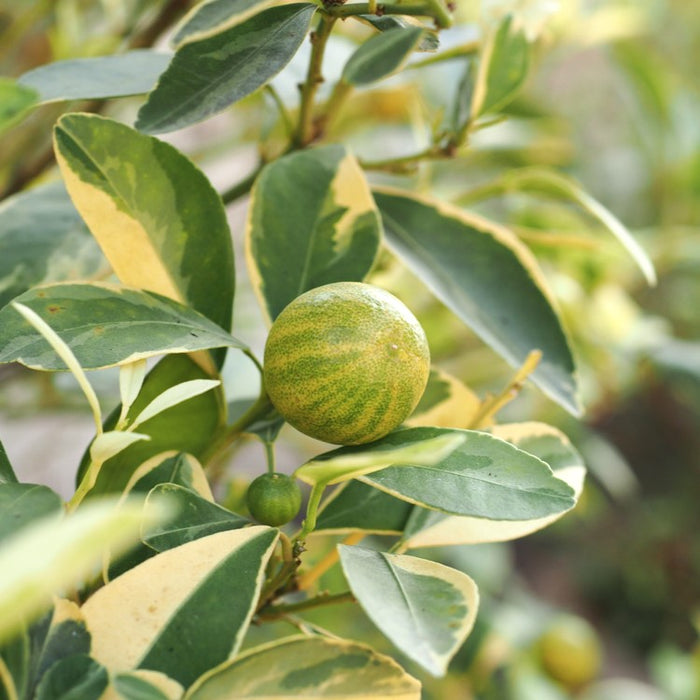 Centennial Kumquat Tree