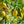 Bearss Lemon Tree-Backyard Citrus Trees