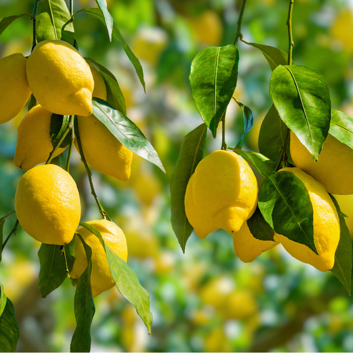 Bearss Lemon Tree