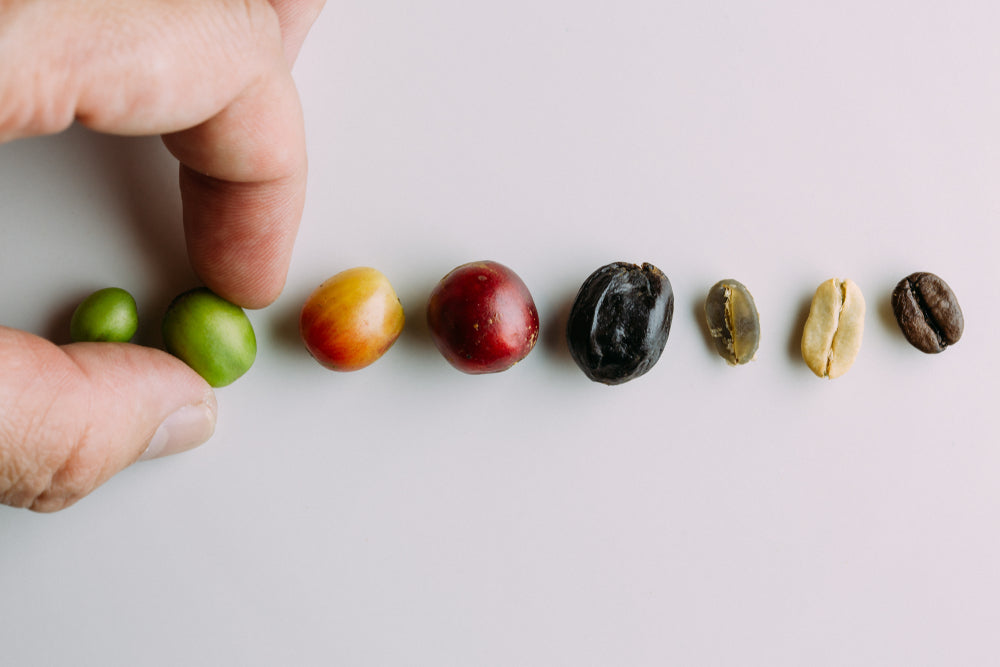 Coffee (Arabica) Plant