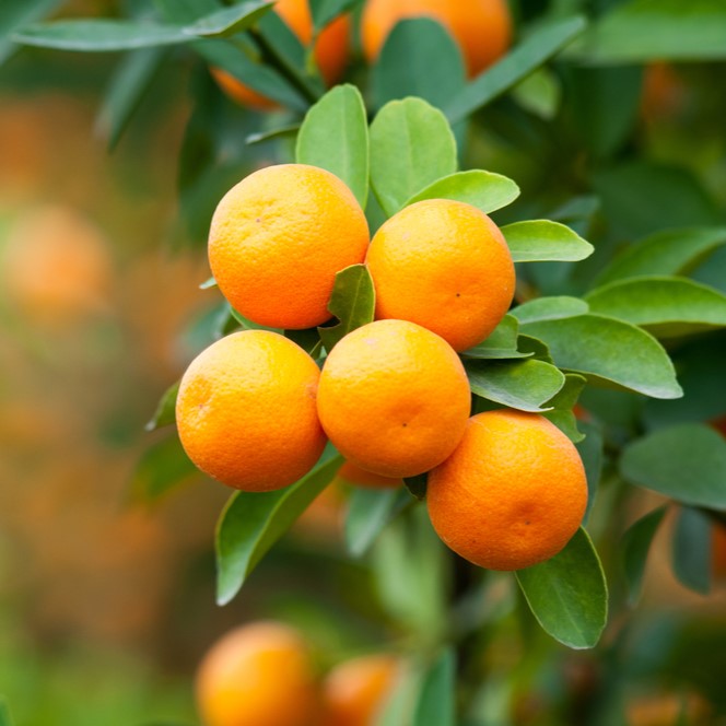 Satsuma (Silverhill) Mandarin Tree