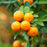 Satsuma (Silverhill) Mandarin Tree