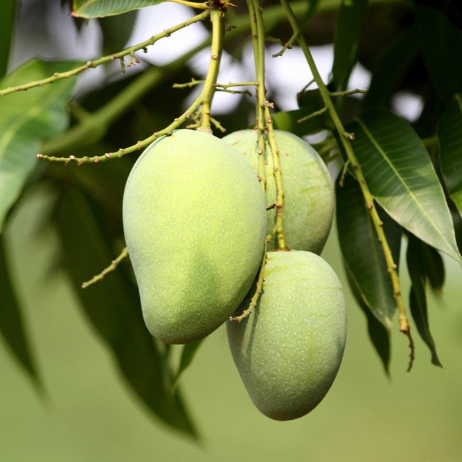 Sugar Loaf Mango Tree