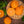 Shiranui Mandarin Tree-Backyard Citrus Trees