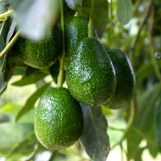 Avocado Trees