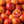 Blood Orange (Budd) Tree-Backyard Citrus Trees