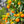 Calamondin Tree-Backyard Citrus Trees