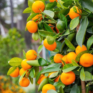 Calamondin Tree-Backyard Citrus Trees