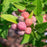 Mysore Raspberry Plant
