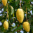 Lemon Zest Mango Tree
