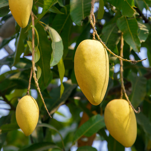 Orange Sherbet Mango Tree